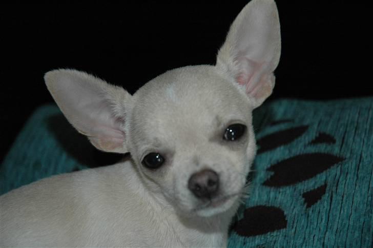 Chihuahua Buster billede 6