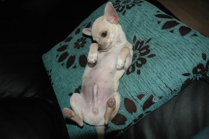 Chihuahua Buster billede 7