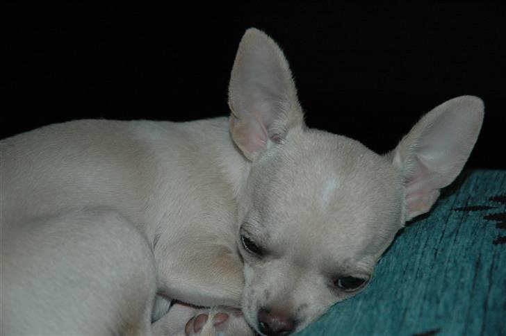 Chihuahua Buster billede 8