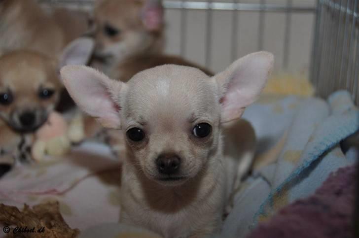 Chihuahua Buster billede 9