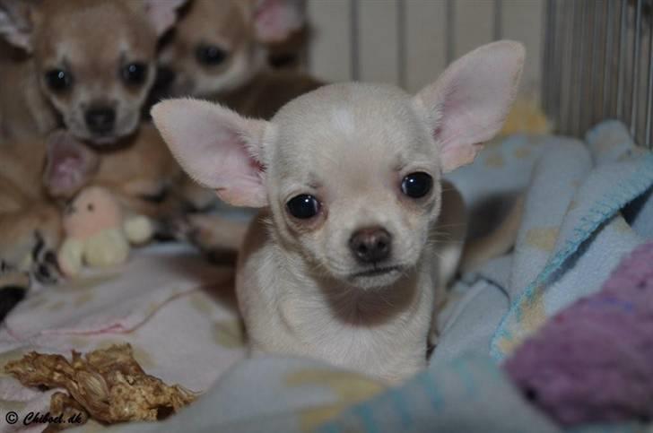 Chihuahua Buster billede 11