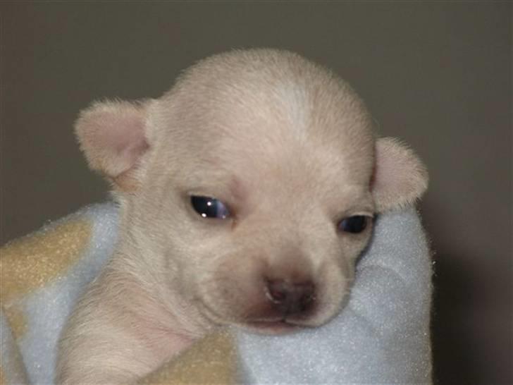 Chihuahua Buster billede 12