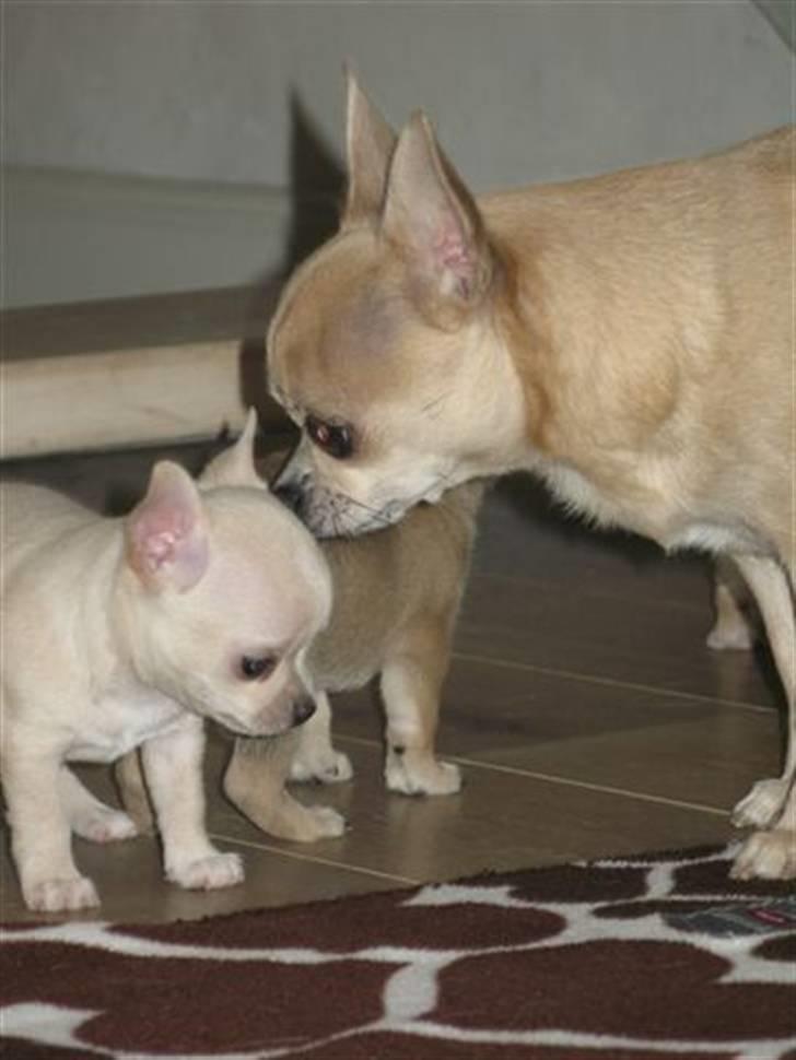 Chihuahua Buster billede 13