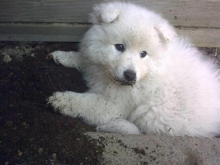 Japansk spids tiko billede 6