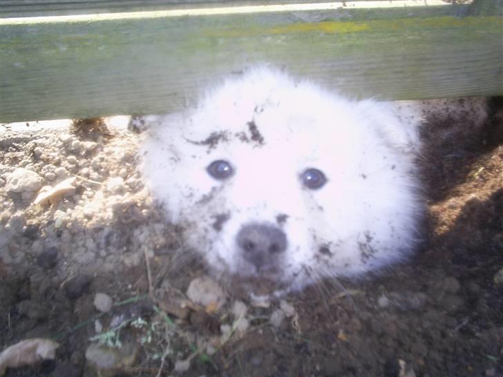 Japansk spids tiko billede 7