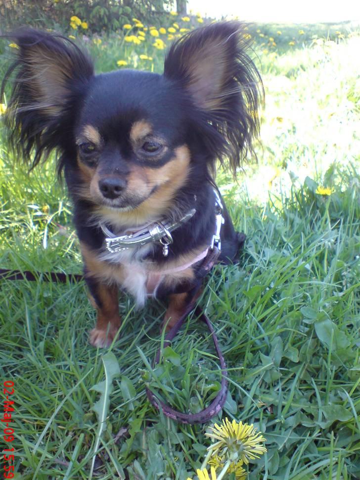 Chihuahua Bella's black Tiffany billede 15