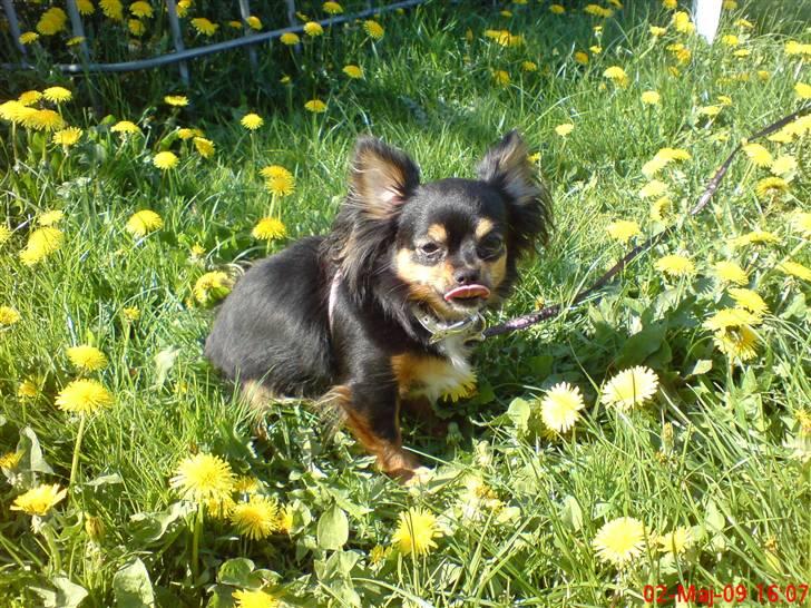 Chihuahua Bella's black Tiffany billede 16