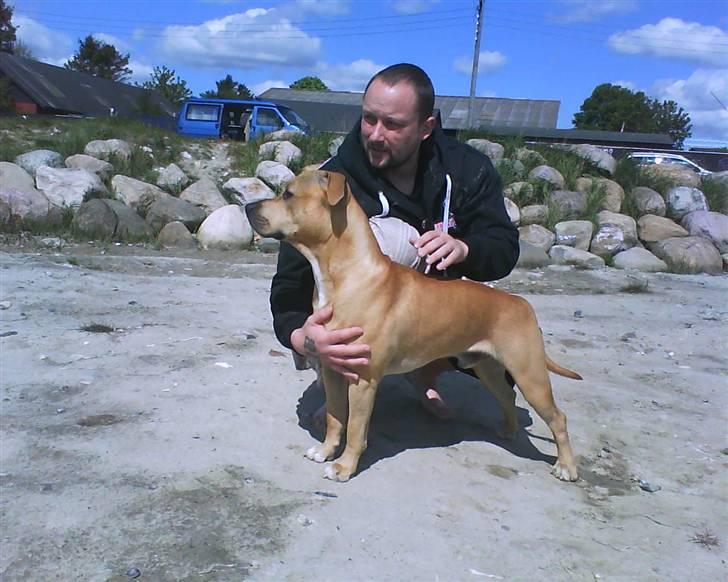 Amerikansk staffordshire terrier tyson billede 1