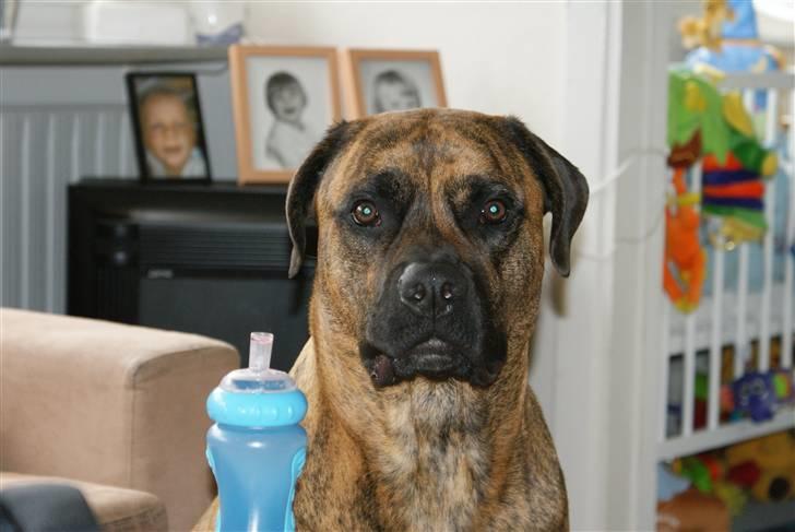 Blanding af racer gismo billede 16