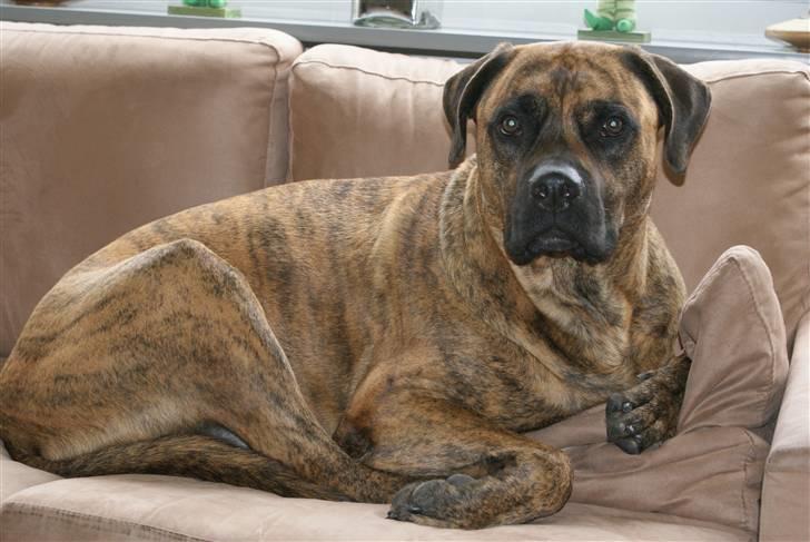 Blanding af racer gismo billede 17