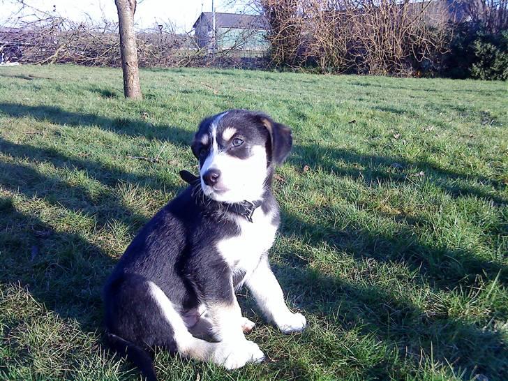 Blanding af racer Jack  billede 2