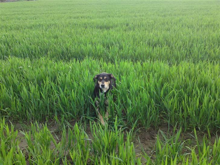 Blanding af racer Mickey billede 13