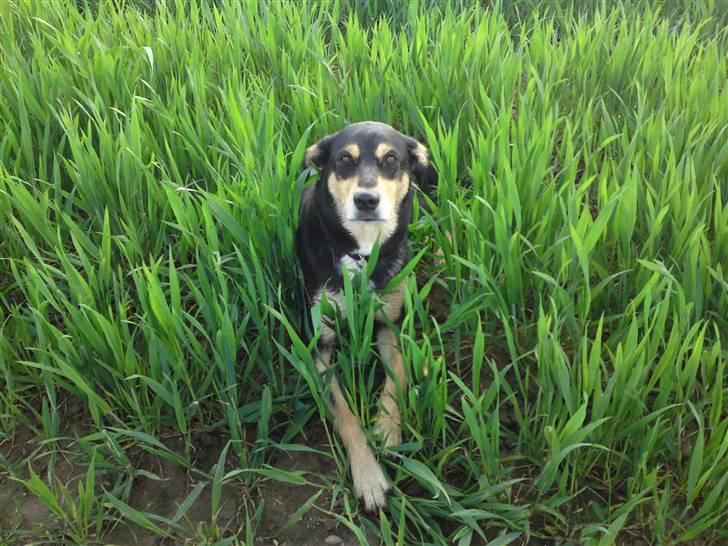 Blanding af racer Mickey billede 14