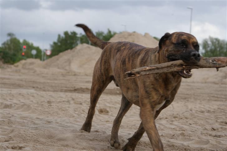 Blanding af racer gismo billede 18