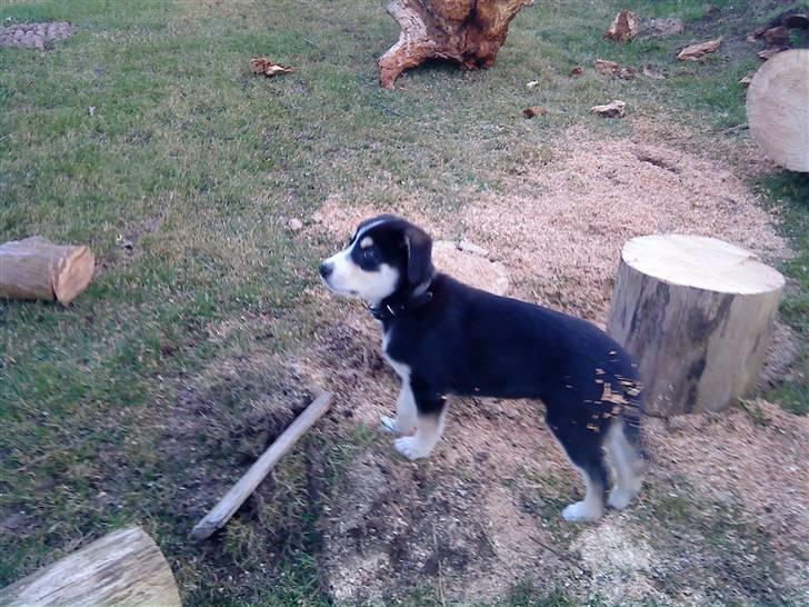 Blanding af racer Jack  billede 3