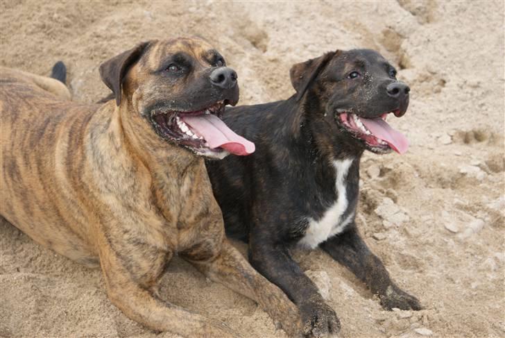 Blanding af racer gismo billede 19