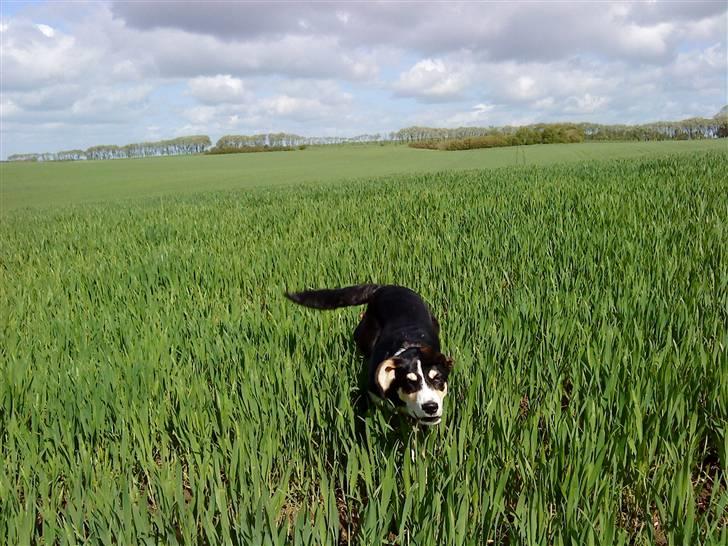 Blanding af racer Jack  - 6. maj 09 billede 4