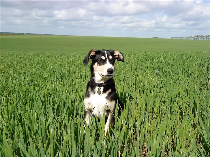 Blanding af racer Jack  - konge billedet af jack 6. maj 09  billede 5