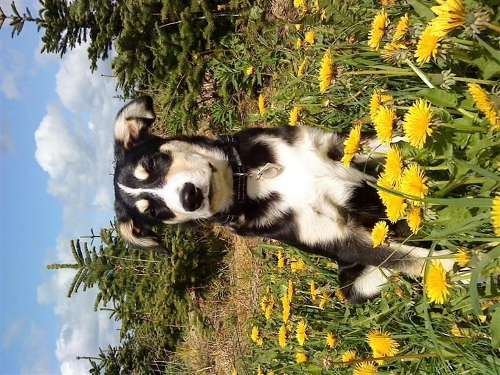 Blanding af racer Jack  - Jack i mælkebøtterne 6. maj 09 billede 6