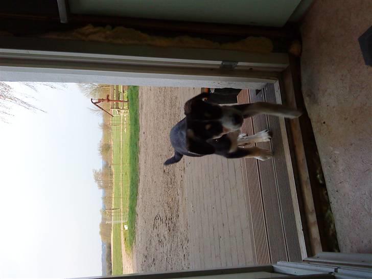 Blanding af racer Jack  - 6. maj 09  billede 7