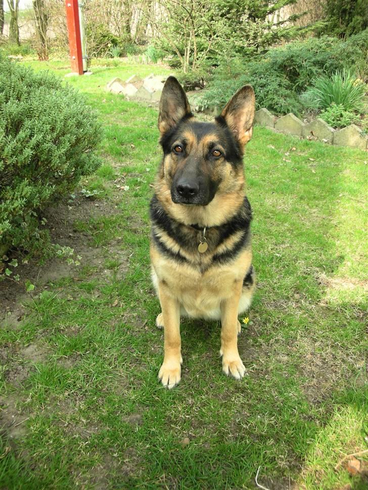 Schæferhund Sasha billede 1