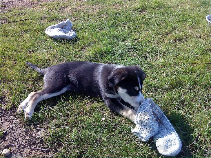 Blanding af racer Jack  billede 8