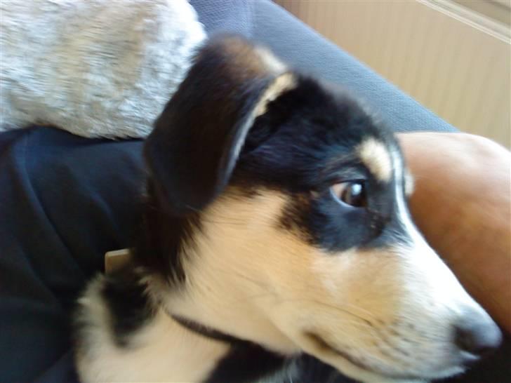 Blanding af racer Jack  billede 9