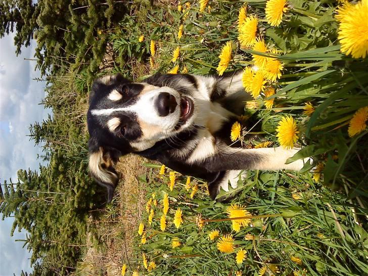 Blanding af racer Jack  billede 10