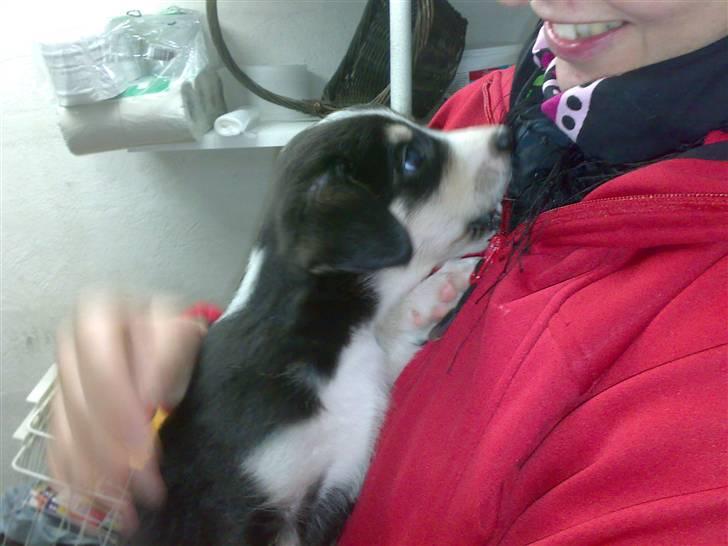 Blanding af racer Jack  billede 11