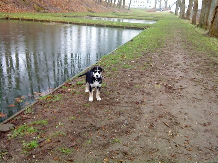 Blanding af racer Jack  billede 12