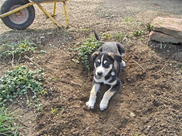 Blanding af racer Jack  billede 13