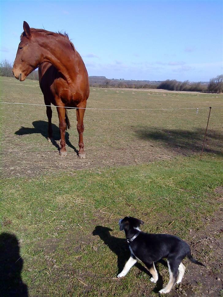 Blanding af racer Jack  billede 14