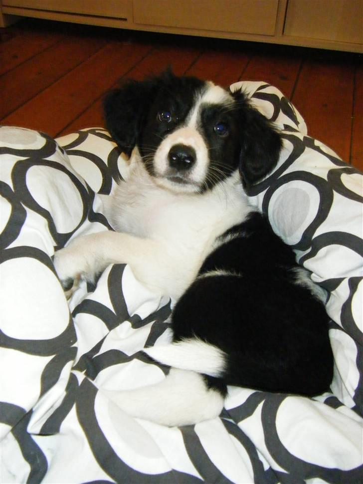 Blanding af racer Lucky billede 4