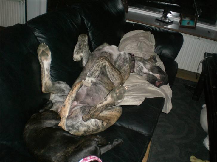 Grand danois Elma billede 9