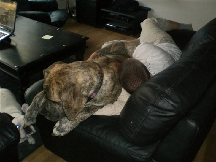 Grand danois Elma billede 10