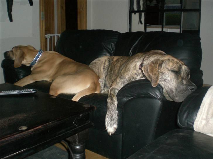 Grand danois Elma billede 11