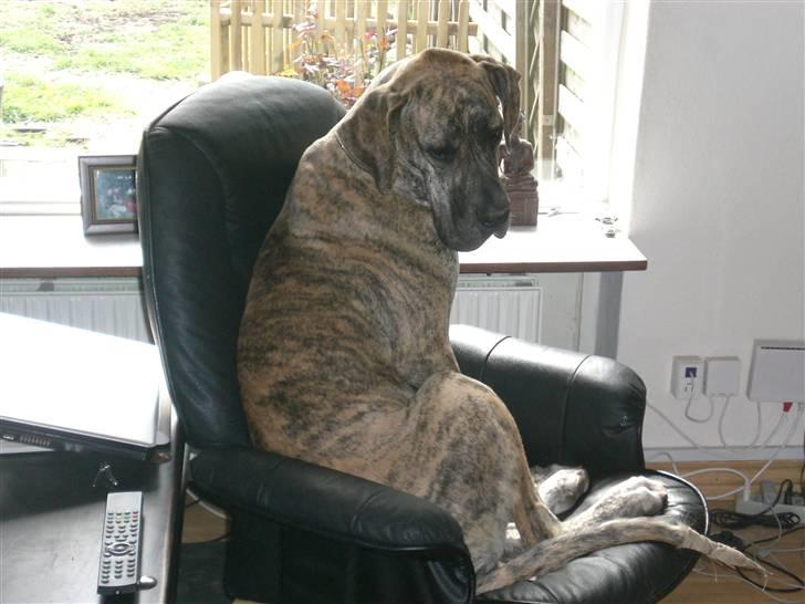 Grand danois Elma billede 12