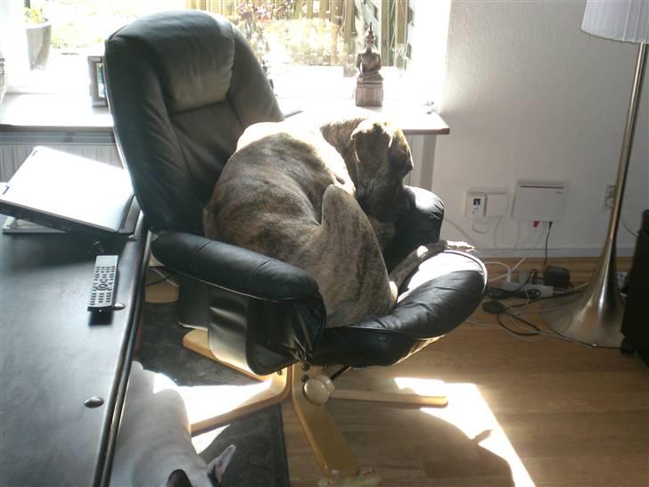 Grand danois Elma billede 13