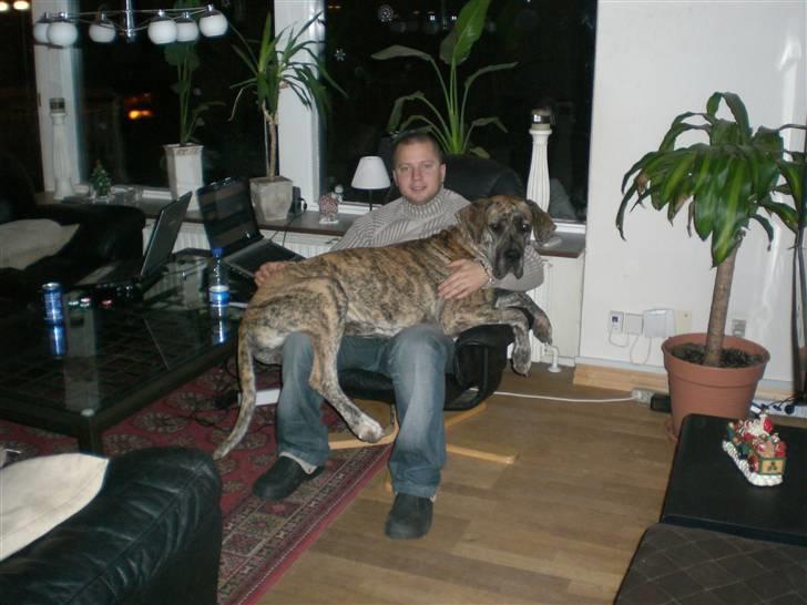 Grand danois Elma - Fars lille skødehund (: billede 14