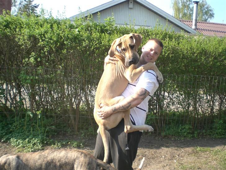 Grand danois Bufas - Fars lille dreng (: billede 15