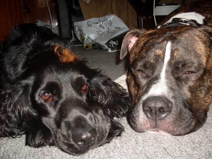 Cocker spaniel Nova - Nova Synes ikke altid det er lige sjovt når mor får Foto Flip og ligger hende af kedelige steder,  billede 3