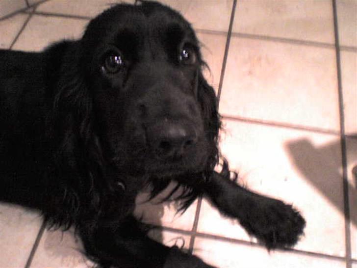 Cocker spaniel Nova - Nova har en mani med at Stirre på folk dette billede kan give en fornemmelse af hvilket udtryk hun har men´s . hæhæ  billede 4