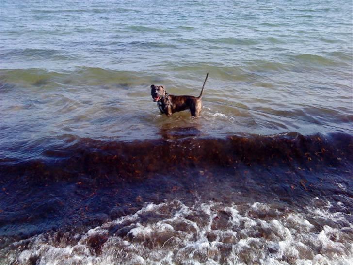 Amerikansk bulldog Tyson - Tyson er Opvokset med bilTure og elsker at sidde på bagsædet med næsen mod vinduet, eller hovedet på Far´s skulder - 17 april 2009 billede 9