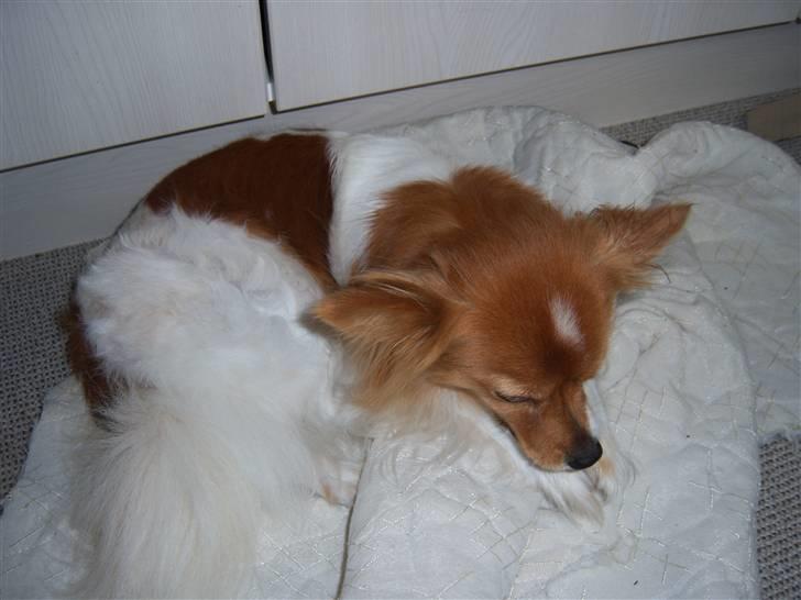 Papillon Lunden´s Cirkeline - Mor´s pige billede 8