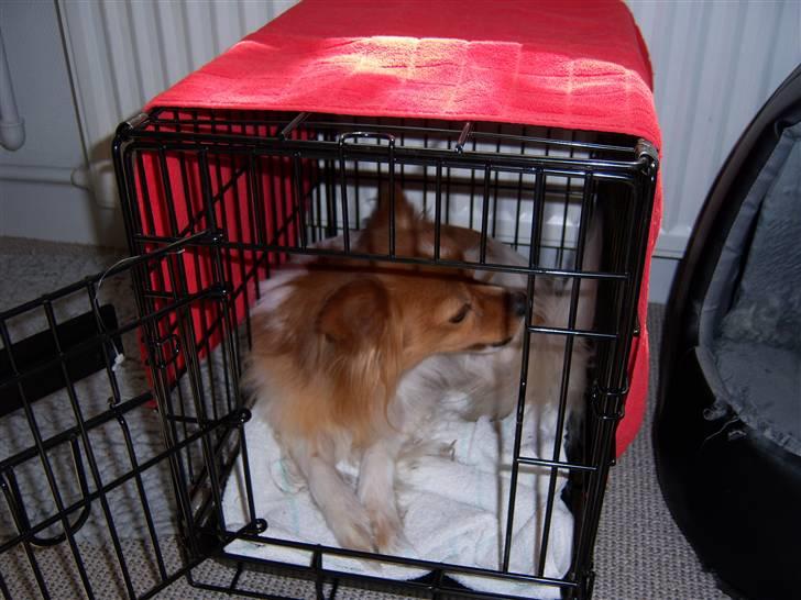 Papillon Lunden´s Cirkeline - Jeg vil også med billede 9