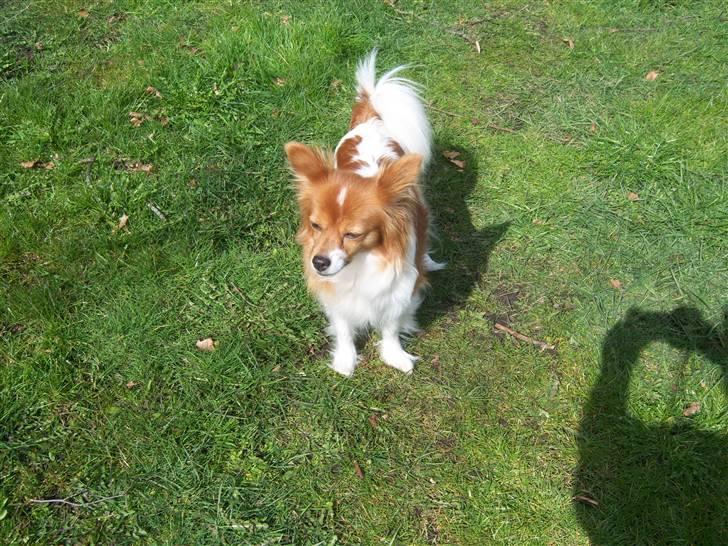 Papillon Lunden´s Cirkeline - Cirkeline i haven ,solskin er det bedste hun ved billede 10