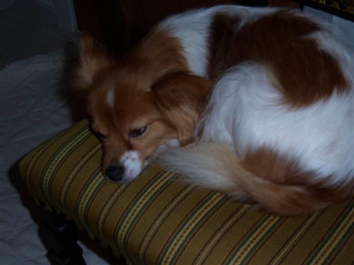 Papillon Lunden´s Cirkeline - Her ligger jeg da godt, i ro for de andre billede 11