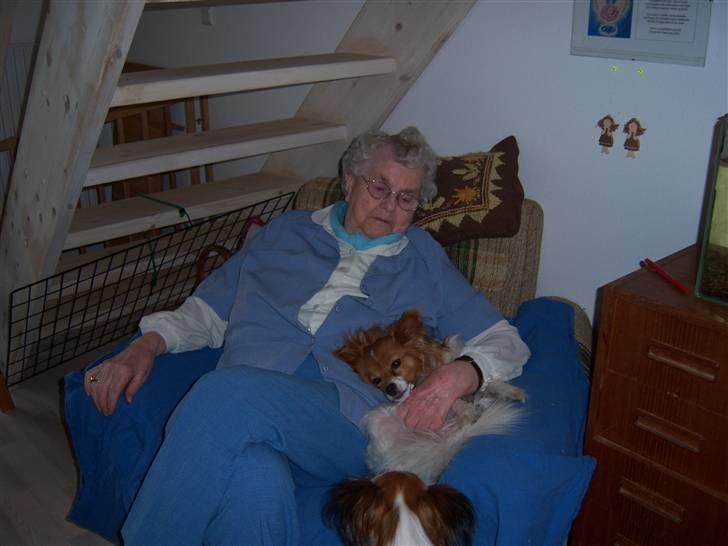 Papillon Lunden´s Cirkeline - Mig og min bedste billede 12