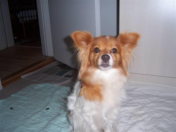 Papillon Lunden´s Cirkeline - Jeg med dig billede 13