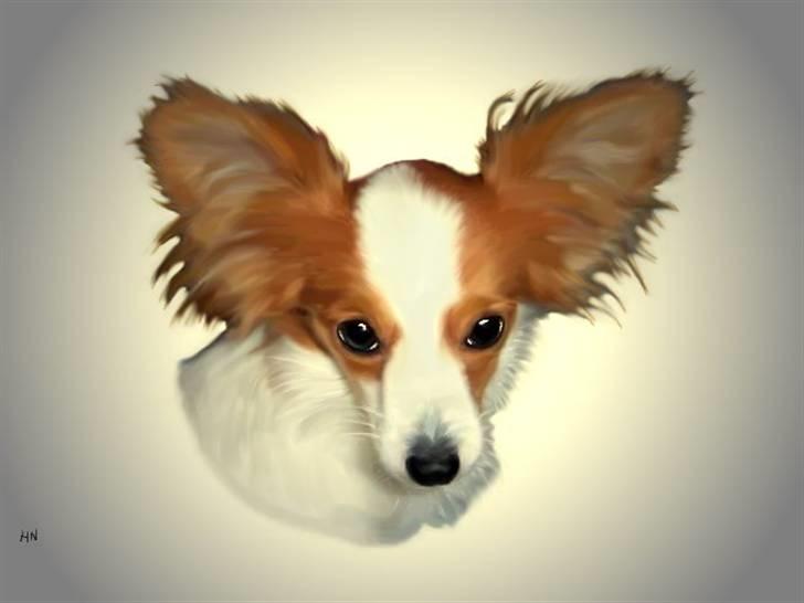 Papillon Westerbo´s Amalie billede 8